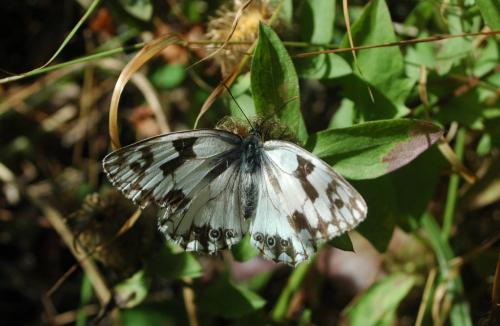 Melanargia lachesis